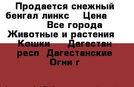 Продается снежный бенгал(линкс) › Цена ­ 25 000 - Все города Животные и растения » Кошки   . Дагестан респ.,Дагестанские Огни г.